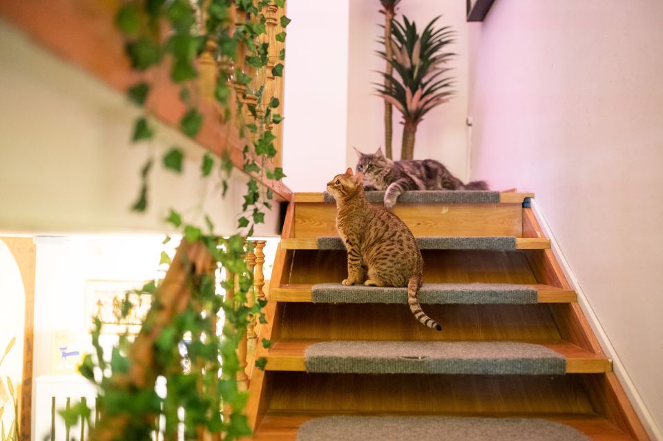 Budapest: Cat Museum Budapest Entry Ticket - Jungle Room cat biology: breeds, traits, and why the info feels practical