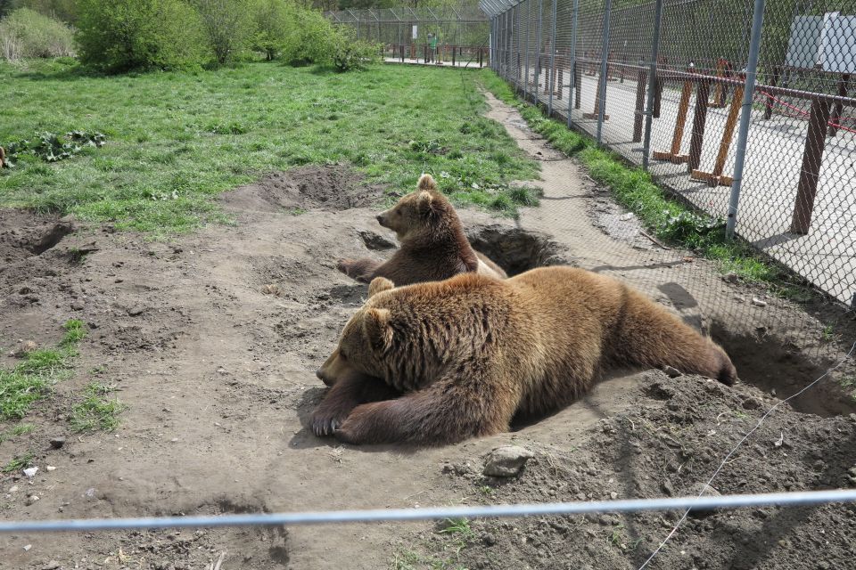 Budapest: Transport & Guided Tour of Bear and Wolf Sanctuary - Why this Budapest bear-and-wolf sanctuary tour feels different than a zoo visit
