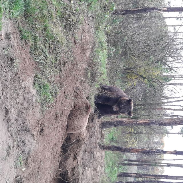 Budapest: Transport & Guided Tour of Bear and Wolf Sanctuary - Should you book this Budapest bear and wolf sanctuary tour?