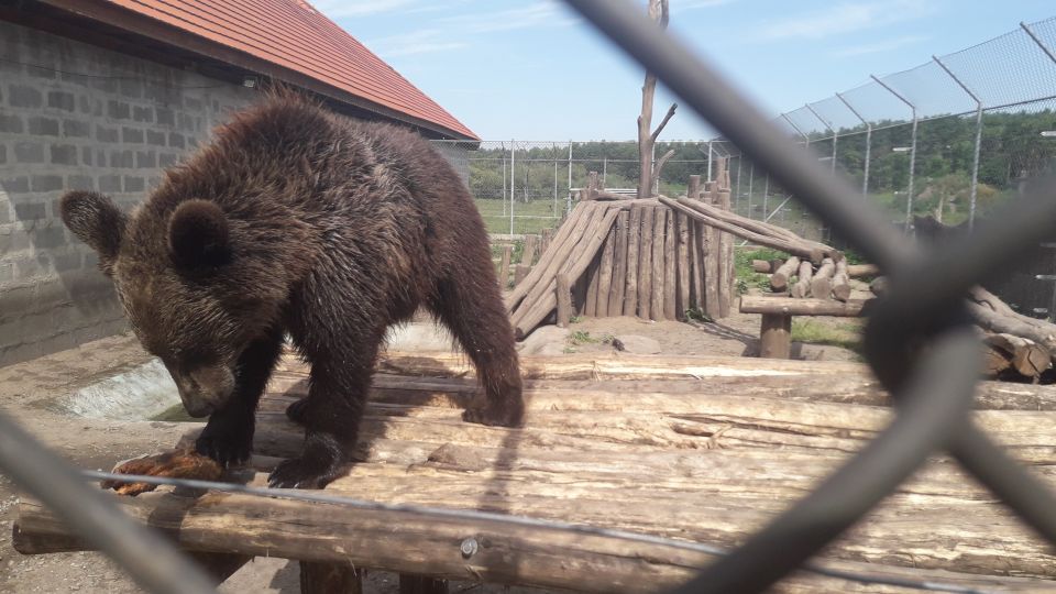 Budapest: Transport & Guided Tour of Bear and Wolf Sanctuary - Getting to Batthyány tér: your meeting point by the Danube