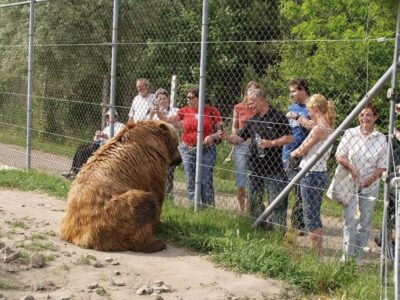 Budapest: Transport & Guided Tour of Bear and Wolf Sanctuary - The 50-minute van ride to Veresegyház: what you gain on the way