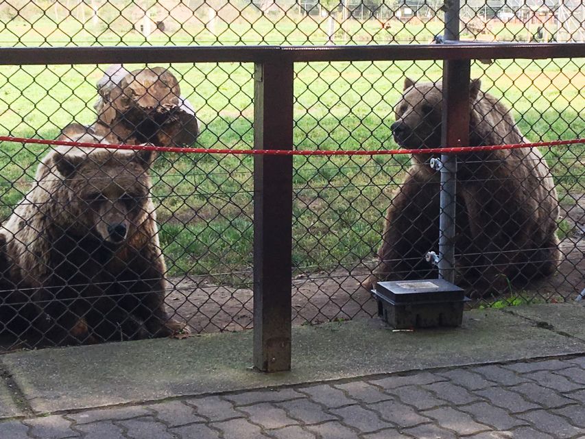 Budapest: Transport & Guided Tour of Bear and Wolf Sanctuary - Practical tips to make the day smoother