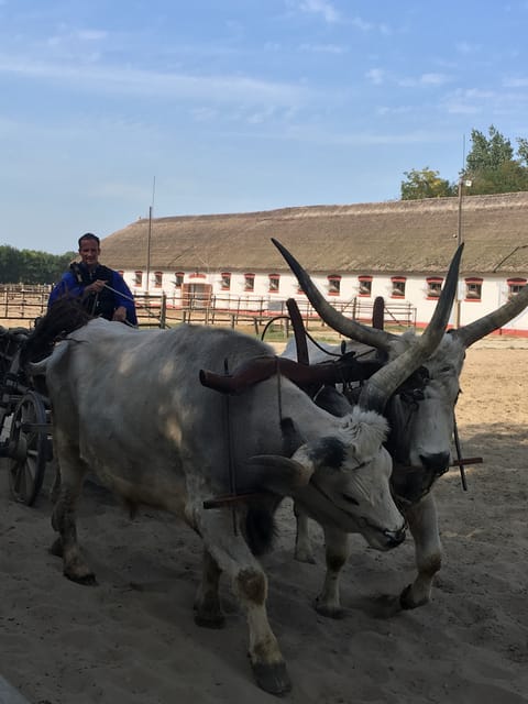 Countryside ranch, horse show & lunch - Key Highlights I’d Plan Around