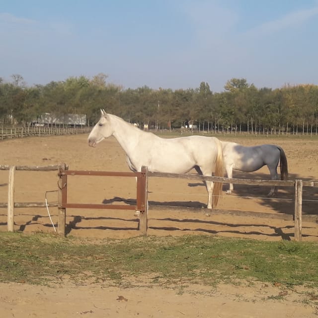 Countryside ranch, horse show & lunch - The 15-Minute Carriage Ride and the Wildlife Viewing Break