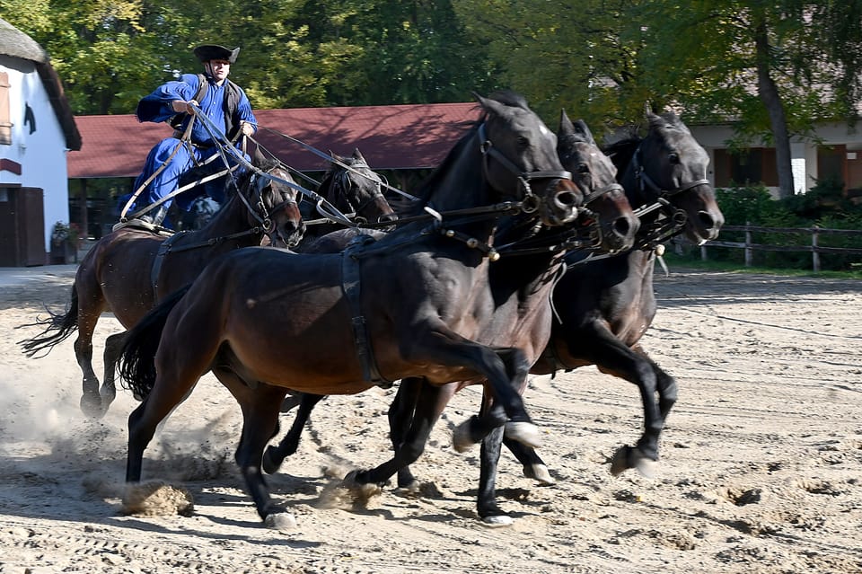 Countryside ranch, horse show & lunch - A Working Ranch Where Horses Aren’t Just the Attraction