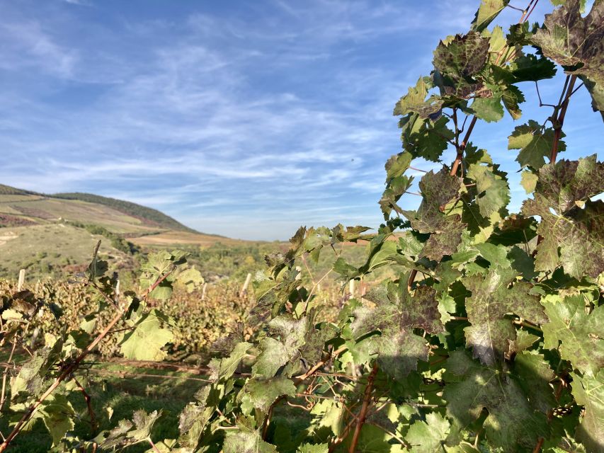 Eger: Countryside, Culture, and Wine Private Tour - Lunch and Free Time: How to Use Your Hour Wisely