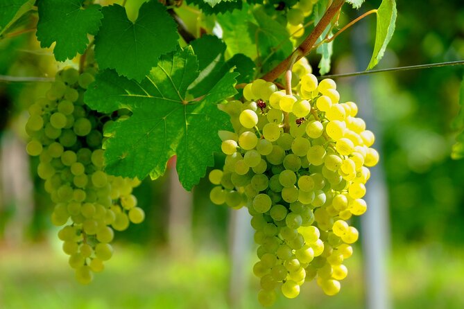 Etyek Private Half-Day Wine Tasting Tour from Budapest - Stop One in Etyek: First Tastings and the Story Behind the Glass