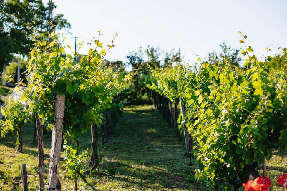 From Budapest: Etyek Wine Tasting Tour with 3-Course Meal - Air-conditioned transfers and hotel convenience you’ll actually appreciate