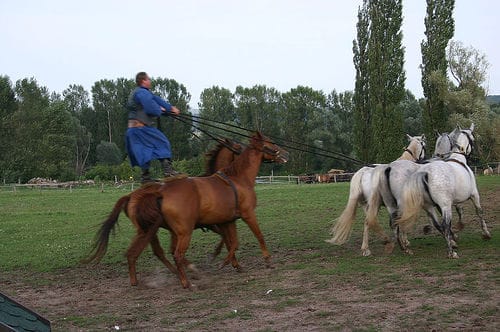 From Budapest: Puszta Horse Show and Countryside Visit - Why The Puszta Day Trip Feels Like a Reset From Budapest