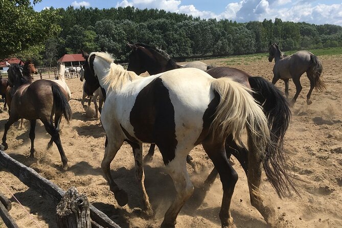 Horseshow on the Hungarian Puszta, private tour from Budapest with entry! - Tickets, entry, and fees: fewer surprises on the day
