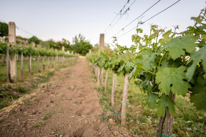 Lake Balaton Full Day Private Wine Tour - Balatonfüred and the Tagore Promenade: spa-town breaks done right