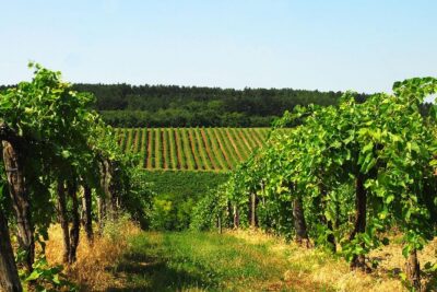 Private Lake Balaton Experience with an unforgettable Wine Tasting - Private door-to-lake transport: what you’re really paying for