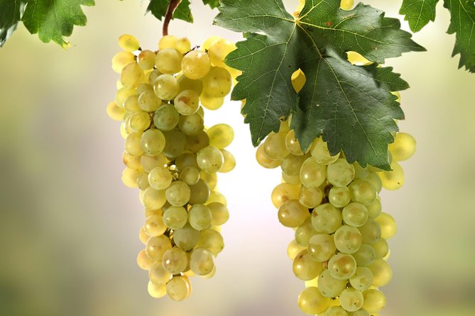 Private Lake Balaton Experience with an unforgettable Wine Tasting - From Szántód to Tihany: ferry time and the abbey church moment