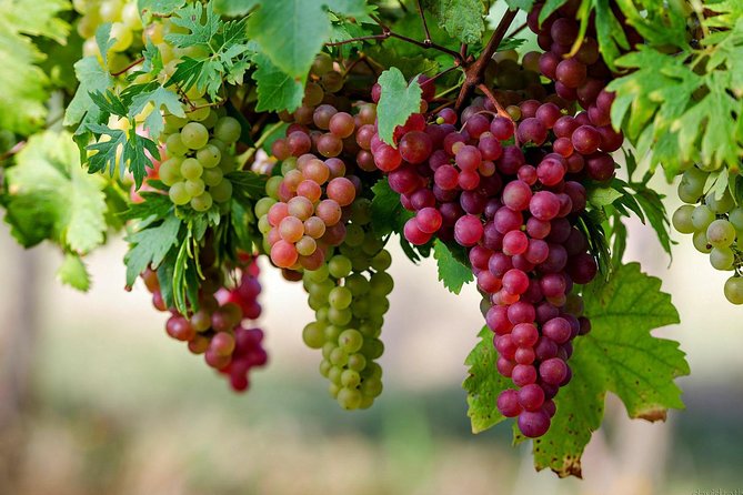 Private Lake Balaton Experience with an unforgettable Wine Tasting - How to get the most out of tasting without feeling rushed