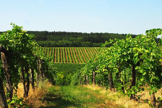 Private Lake Balaton Experience with an unforgettable Wine Tasting - Private door-to-lake transport: what you’re really paying for
