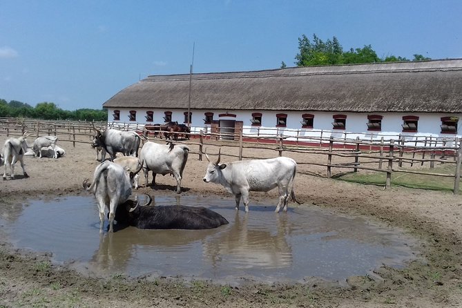 The "Puszta" Horse Show - Meeting Point by Public Transit and Mobile Tickets