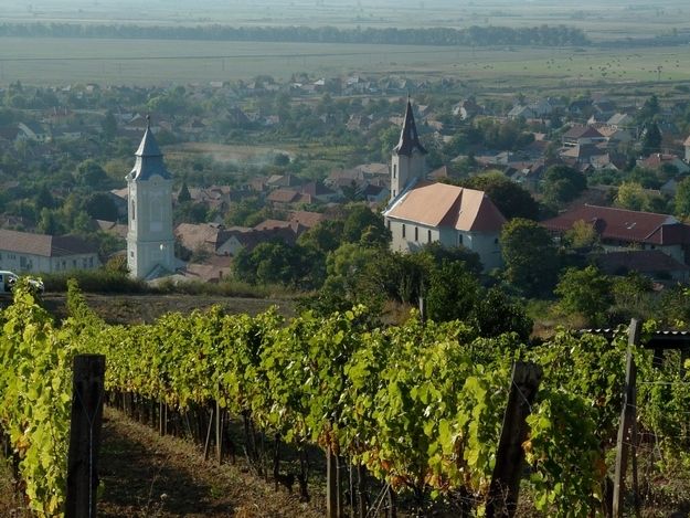 Tokaj Private Day Tour from Budapest - Tokaj cellars: where the stories about aszú actually make sense